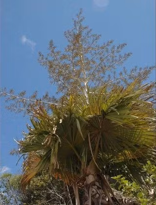 5 loai cay ca doi moi tro bong, hiem nguoi duoc chiem nguong-Hinh-8