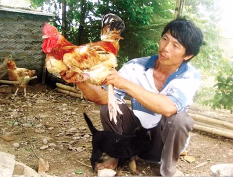 Loai ga tien vua gia sieu dat do, dai gia Viet thi nhau lung