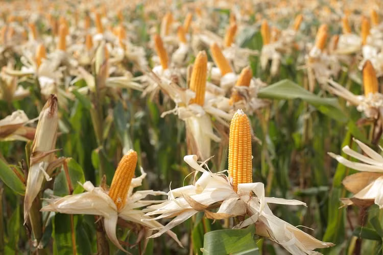 Ảnh: Ngô BĐG được trồng tại Việt Nam (Nguồn: CropLife Việt Nam)