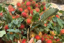 Chôm chôm cuối vụ tăng giá