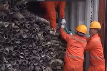 Phát hiện gần nửa tấn ngà voi được trộn lẫn vào sừng bò