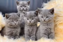 Quý Mão nói chuyện Mèo làm thuốc