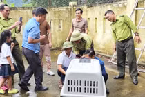 Cá thể voọc quậy phá nhà dân ở Quảng Bình: Loài cực hiếm của Việt Nam