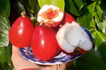 Bác sĩ chỉ rõ loại quả ngọt là thần dược hạ đường huyết, ngừa ung thư