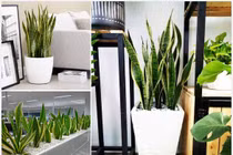 9 loại cây lọc không khí cực tốt cho sức khỏe gia đình