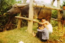 Ngắm loạt ảnh đầy hoài niệm về nông thôn miền Bắc năm 1973-1974