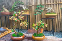 Bonsai dâu tằm dáng "siêu độc", giá tiền triệu nhiều người săn lùng