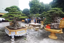 Chiêm ngưỡng vườn cây cảnh độc nhất vô nhị của đại gia Phú Thọ 