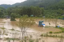 Quảng Ninh: Triển khai dự án trồng mơ khi chưa đủ thủ tục?