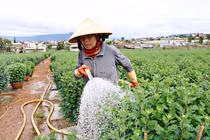 Lừa đặt mua bán rau, hoa dịp Tết rồi “bùng” tiền