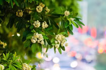 Thu về, mùa nồng nàn Hà Nội