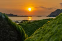 Mùa rêu xanh đẹp như tranh vẽ ở làng chài Nhơn Hải