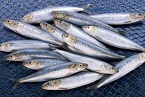 6 loại cá siêu giàu Omega-3, nên bổ sung thường xuyên
