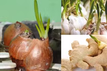 Loại củ mọc mầm "độc hơn thạch tín", tuyệt đối không nên ăn 