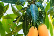 Tưởng thứ bỏ đi nhưng lá xoài mang lại vô vàn lợi ích sức khỏe
