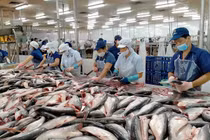 Cá tra Việt Nam sẽ đạt 2 tỷ USD trong năm 2024 