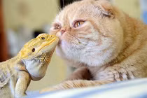 Bất ngờ những cặp bạn thân “lạ lùng” trong thế giới động vật