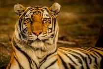 Hổ Bengal đã chết trong KDL Vườn Xoài, loài quý hiếm sao? 