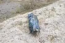 Câu được khúc gỗ mục, ai ngờ đổi đời giàu có sau 1 đêm