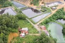 Đề nghị xử phạt doanh nghiệp chăn nuôi gây ô nhiễm môi trường