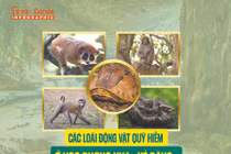 [INFOGRAPHIC] Các loài động vật quý hiếm ở VQG Phong Nha - Kẻ Bàng