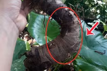 Ăn củ ráy chữa xương khớp, người phụ nữ bị bỏng niêm mạc