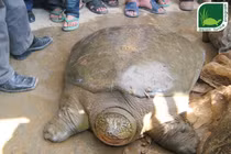 Cá thể rùa Hoàn Kiếm nặng 93kg ở hồ Đồng Mô qua đời