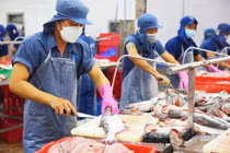 Cá tra Việt Nam đã chinh phục hơn 140 thị trường