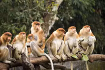 Loài khỉ kỳ dị nhất hành tinh: Mũi dài ngoẵng và "nhai lại" như bò