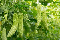 Ăn mướp đắng có bị loãng xương không?