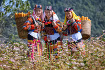 Tháng 11 rủ nhau về Hà Giang ngắm hoa tam giác mạch