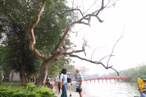 Sau phản ánh, cơ quan chức năng kiểm tra số cây chết khô tại hồ Gươm