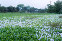 Ngắm hoa lục bình nở tím mọi miền quê