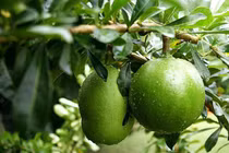 Sự thực về quả đào tiên giúp kéo dài tuổi thọ