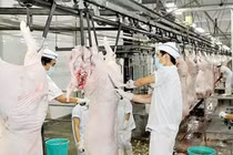  “Cái chết êm ái” khiến chất lượng thịt ngon hơn
