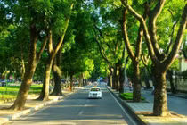 Cây cối chứa chất độc khi môi trường ô nhiễm?