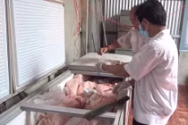 Hàng chục tấn thịt nhiễm dịch tả lợn châu Phi được làm giò chả