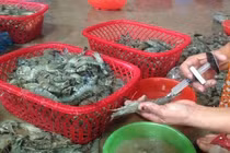 Tôm bơm thạch agar nguy hiểm với sức khỏe: Làm sao để nhận diện?