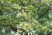 Mùi hoa sữa