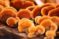 Nước uống từ nấm linh chi