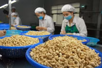 4 tháng: Xuất khẩu hạt điều đạt hơn 963 triệu USD