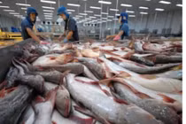 Cá tra xuất khẩu sang thị trường EU tăng gần 30%