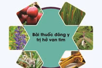 Bài thuốc Đông y trị hở van tim an toàn, hiệu quả tại nhà