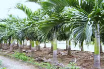 Đĩa, bát, cốc từ bẹ cau, bẹ chuối