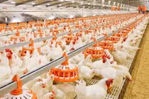 Nguồn protein mới cho chăn nuôi 
