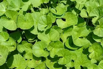 Rau má tẩy sỏi