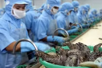 Thuế bán phá giá tôm Việt tại Mỹ còn 0%