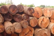 Nhận biết loại gỗ trên điện thoại thông minh