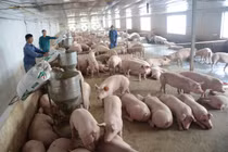 Ngành chăn nuôi trong nước đang đứng trước nguy cơ, thách thức chưa từng có