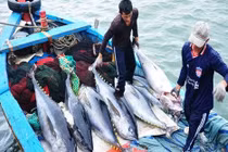 EVFTA mang lại cơ hội lớn cho xuất khẩu cá ngừ của Việt Nam